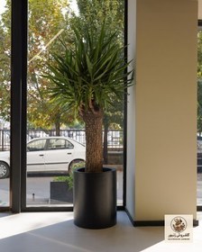 تصویر گیاه یوکا | کد: ZNB-ER9 