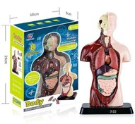 تصویر آناتومی ۸ تکه تک جعبه 