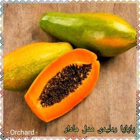 تصویر میوه پاپایا معروف به خربزه‌ی درختی نژاد ردلیدی ( مدل مادار ) 