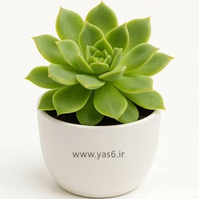 تصویر ساکولنت اچوریا سبز 