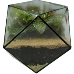 تصویر تراریوم مدل چندضلعی 
