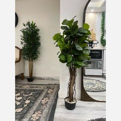 تصویر درختچه مصنوعی فیکوس لیراتا قد ۱۶۰ سانتی‌متر 