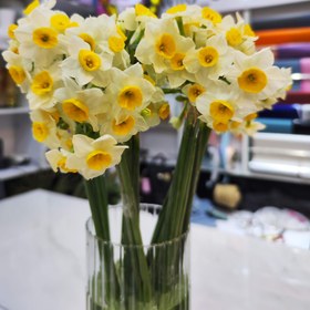 تصویر گل نرگس - زیاد 