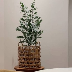 تصویر خرید گیاه اکالیپتوس برای استفاده در فضاهای درمانی 