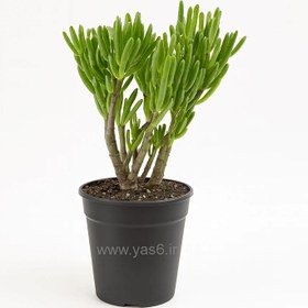 تصویر نعل اسبی 