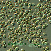 تصویر نانوکلروپسیس اکولاتا ( Nannochloropsis oculata ABDF1126 ) 