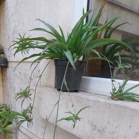 تصویر گیاه گندمی سبز سایز متوسط(spiderplant) 