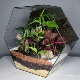 تصویر تراریوم مدل کندو 