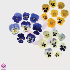 تصویر گل خشک بنفشه در 3 رنگ 