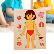 تصویر پازل چوبی آناتومی بدن (دختر) 