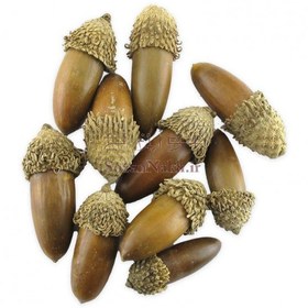 تصویر شاه بلوط طبیعی 