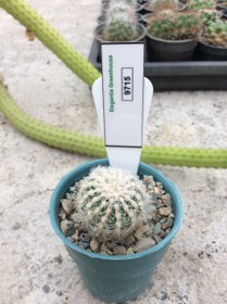 تصویر بذر کاکتوس ژیمنوکالیسیوم بروچی واریته نویوم prolifera ELG.9715 - بسته 10 عددی Gymnocalycium bruchii var . Niveum prolifera ELG.9715