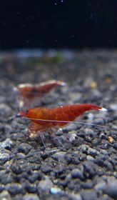 تصویر شریمپ میگو رد پینتو 