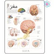 تصویر پوستر آموزشی مغز 