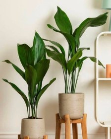 تصویر برگ عبایی مناسب برای زیباسازی دیوارهای داخلی 