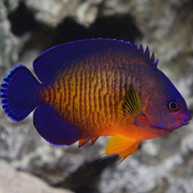 تصویر فرشته ماهی کورال بیوتی - Coral Beauty Angelfish 