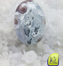 تصویر نگین شجر دریایی 