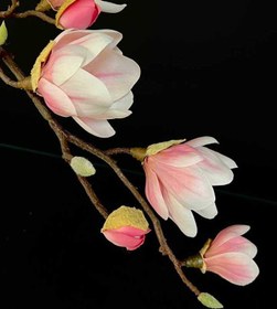 تصویر گل مگنولیا وارداتی-m01 