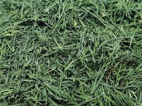 تصویر شوید خشک اعلا فله ای 