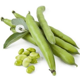 تصویر باقلا یزدی 