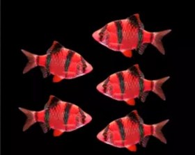 تصویر ماهی تایگر بارب قرمز ۳ سانت ( پک ۵ عددی) Tiger barb red fish