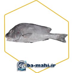 تصویر ماهی برطام 