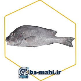 تصویر ماهی برطام 