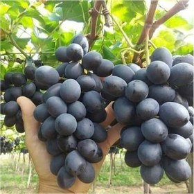 تصویر نهال انگور بلک سیدلس Black sidless grape