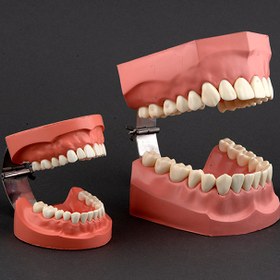 تصویر مدل نمایشی بهداشت دهان و دندان X2 با دندانهای ریشه دار کد HS218 حاس 