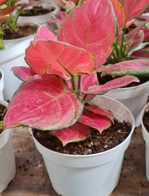 تصویر اگلونمای صورتی پینک اگلونمای