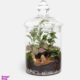 تصویر تراریوم گل طبیعی 