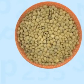 تصویر عدس روس 