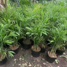 تصویر نهال نخل اریکا 