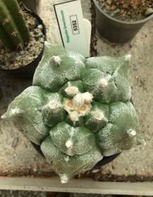 تصویر بذر کاکتوس آستروفیتوم کیکو نودوم ژاپن ELG.5352 - بسته 10 عددی Astrophytum Myrio Kikko nudum JAPAN ELG.5352