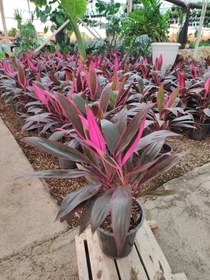 تصویر گیاه کوردیلین Cordyline (پس کرایه) 