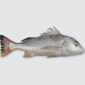 تصویر ماهی سنگسر طلایی 