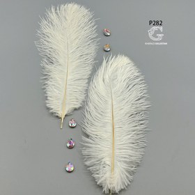 تصویر پر شترمرغ 