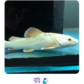تصویر ماهی ردتیل آلبینو سایز 10 تا 13 سانت 