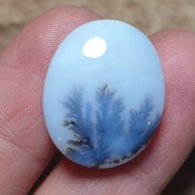 تصویر شجر قائن 