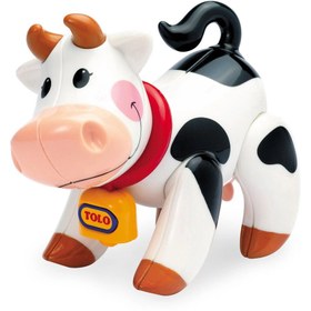 تصویر گاو تولو Tolo