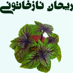 تصویر ریحان نازخاتونی 