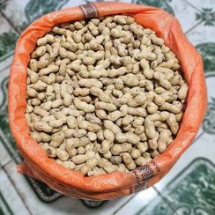 تصویر بادام زمینی با پوست خام سورت شده (غلافدار)| خرید مستقیم از کشاورز با قیمت عمده و خرده 