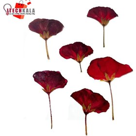 تصویر گل شمعدونی ( 10 عددی) 