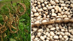 تصویر لوبیا چشم بلبلی فیما (400 گرم) 