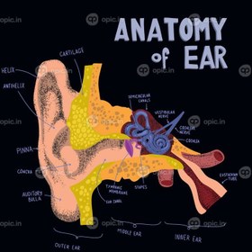 تصویر ساختار آناتومیک وکتور آناتومی گوش انسان گوش انسان در اجزای گوش و حلزون گوش به سبک ابله و کشیده 