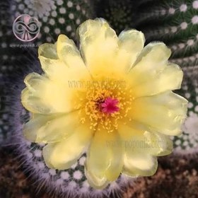 تصویر بذر کاکتوس پارودیا اسکوپا 10 عددی 