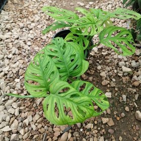 تصویر پتوس حصیری Monstera adansonii