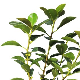 تصویر گیاه طبیعی فیکوس جنگلی 