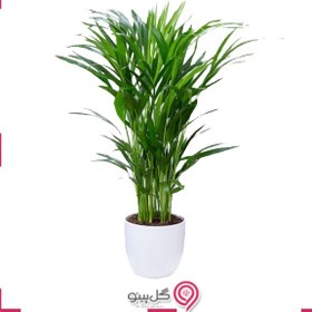 تصویر گلدان اریکا لاکچری 