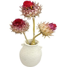 تصویر گل خشک پیازی ( کنگر فرنگی ) 